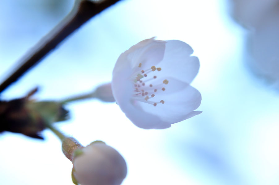 cb2011_020.jpg
