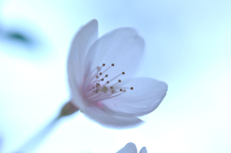cb2011_021.jpg