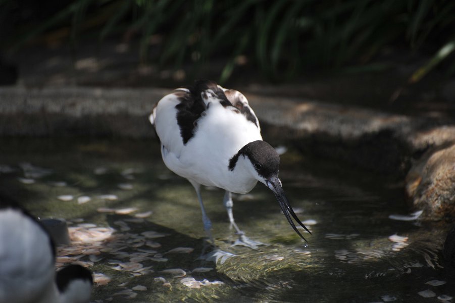 zoo_004.jpg