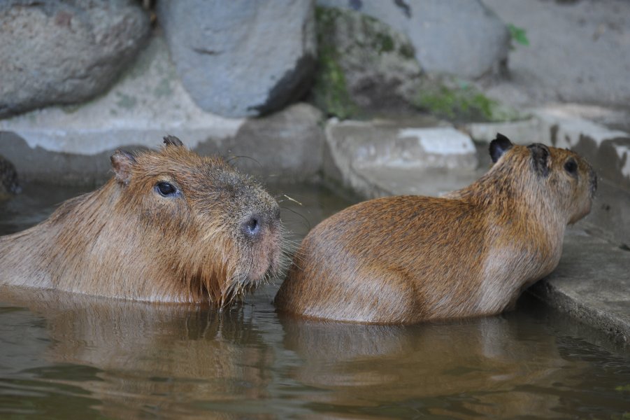 zoo_008.jpg