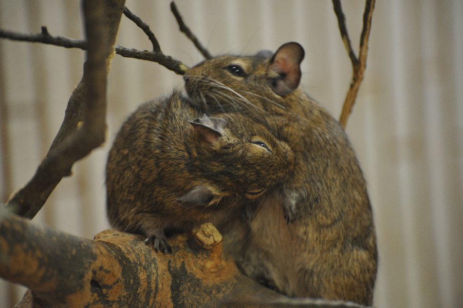 zoo_013.jpg